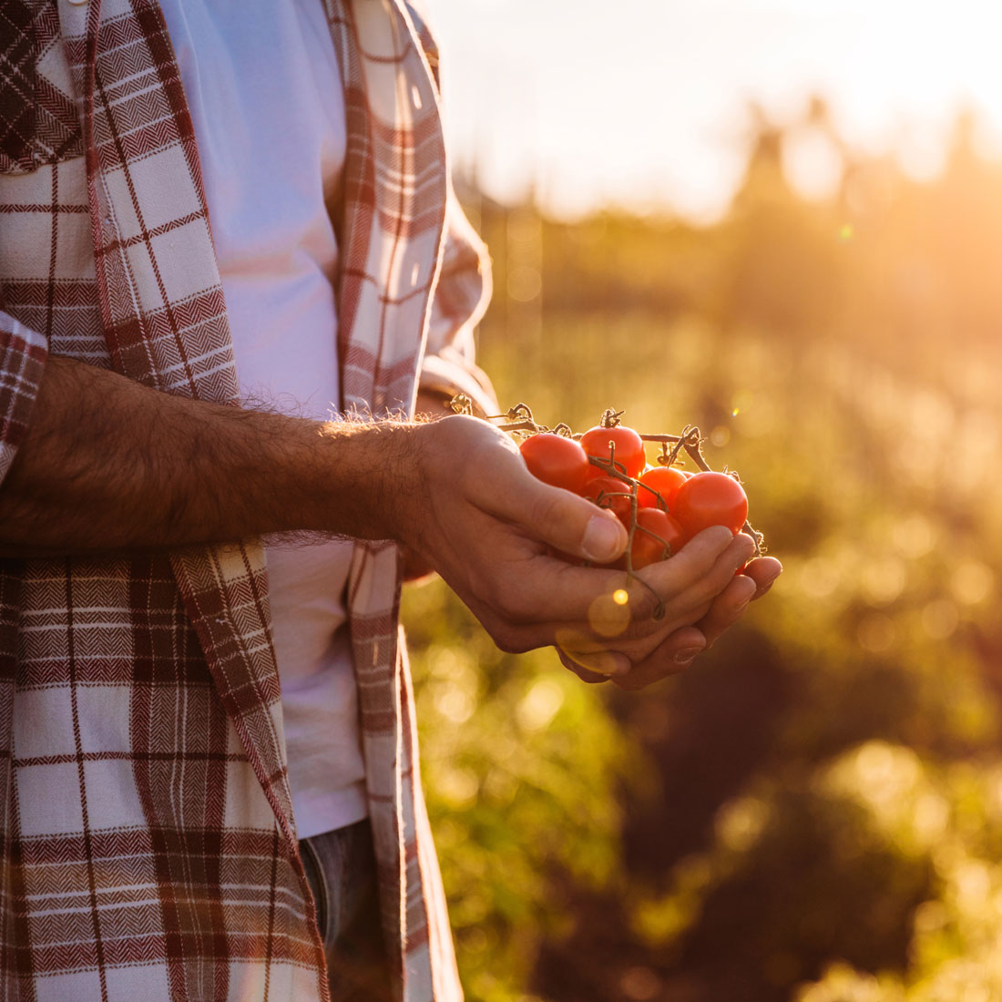 agricultor